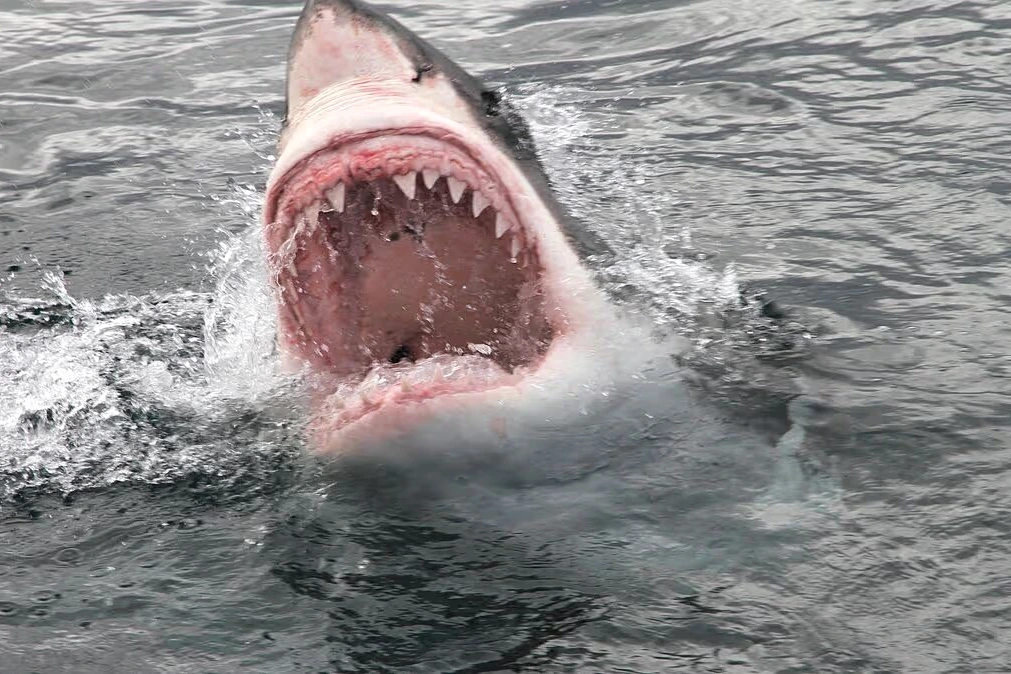 Un homme en tenue de pêche sur un bateau familial, mer agitée, secouristes autour après attaque de requin