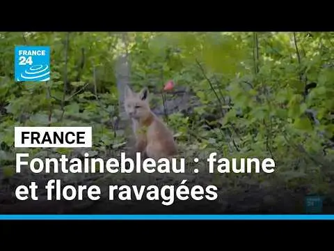 Vidéo en lien avec l'article