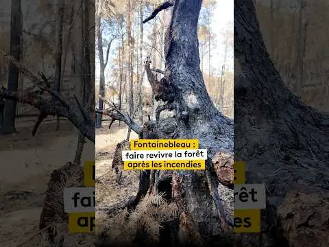 Vidéo en lien avec l'article